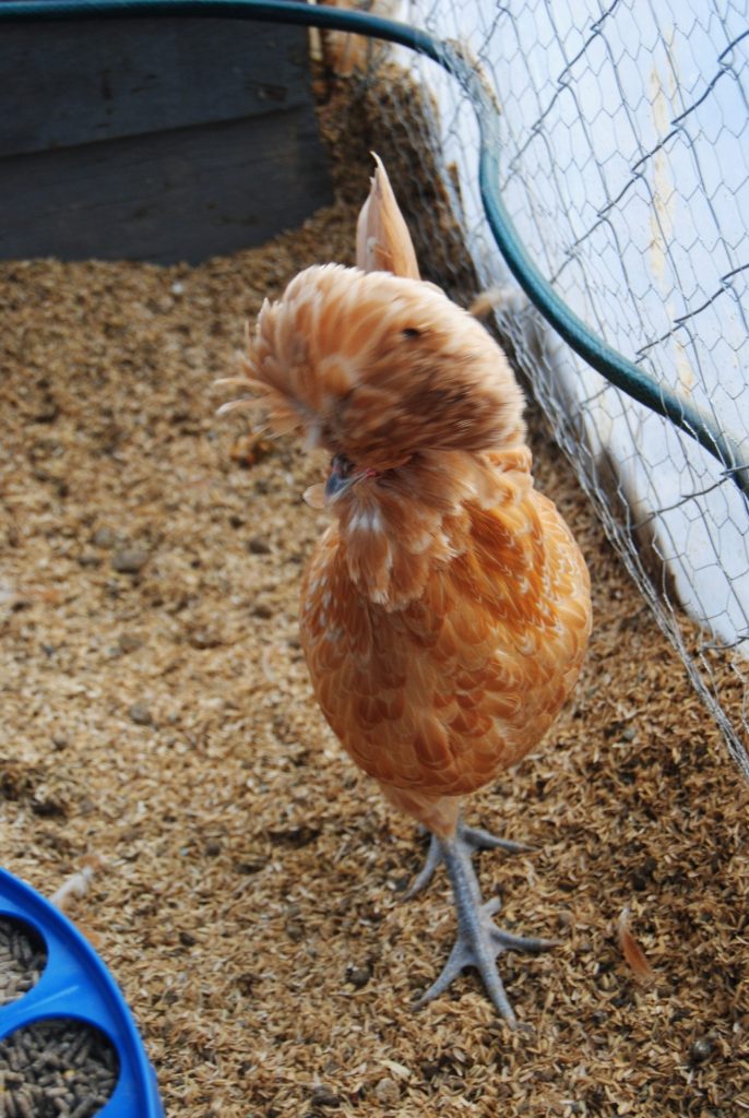 Portakal Fizan Kuluçkalık Yumurta