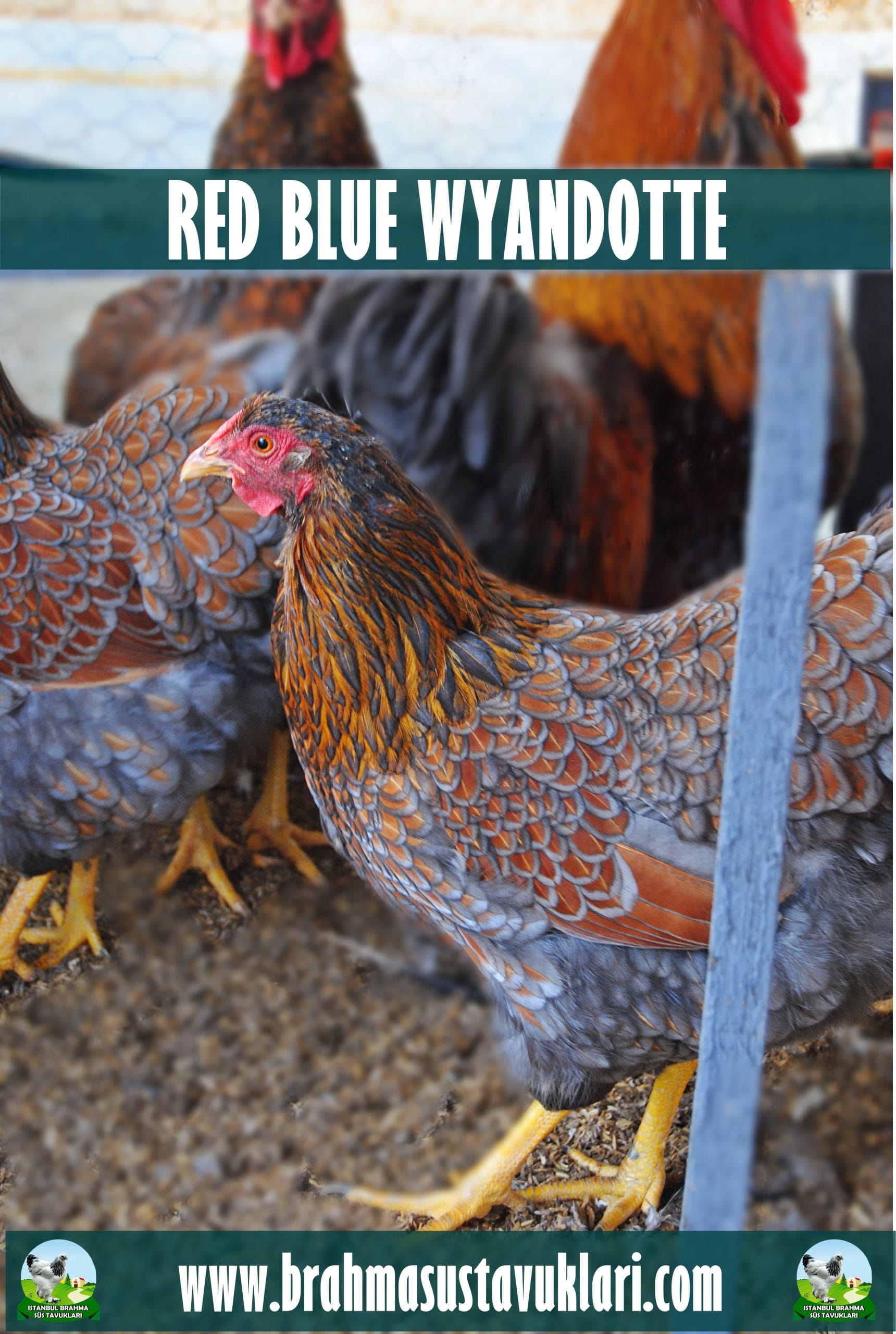 Red Blue Wyandotte Tavuk Özellikleri İstanbul Süs TAVUKLARI Red Blue Wyandotte Kuluçkalık Yumurta