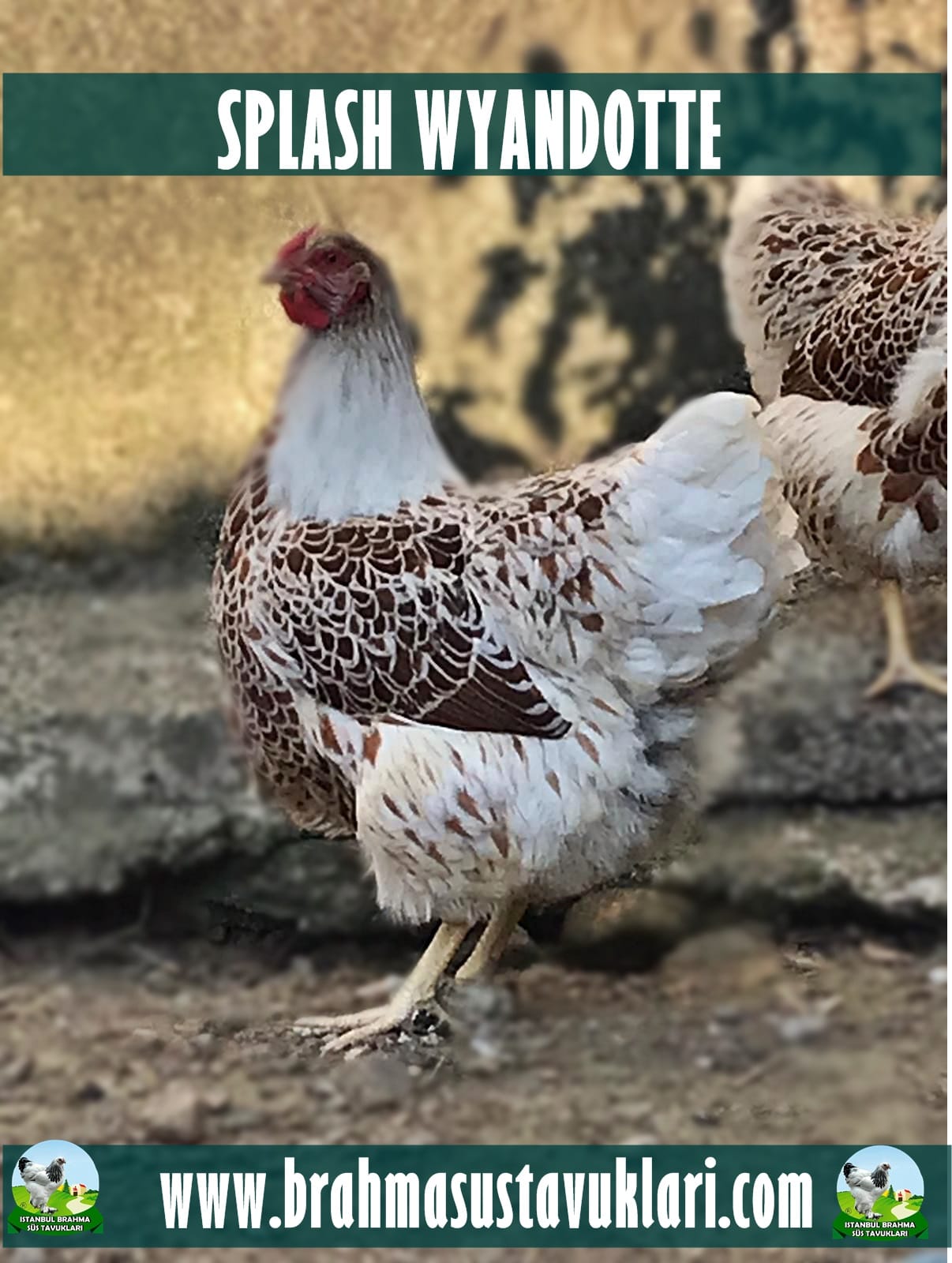 Splash Wyandotte Kuluçkalık Yumurta