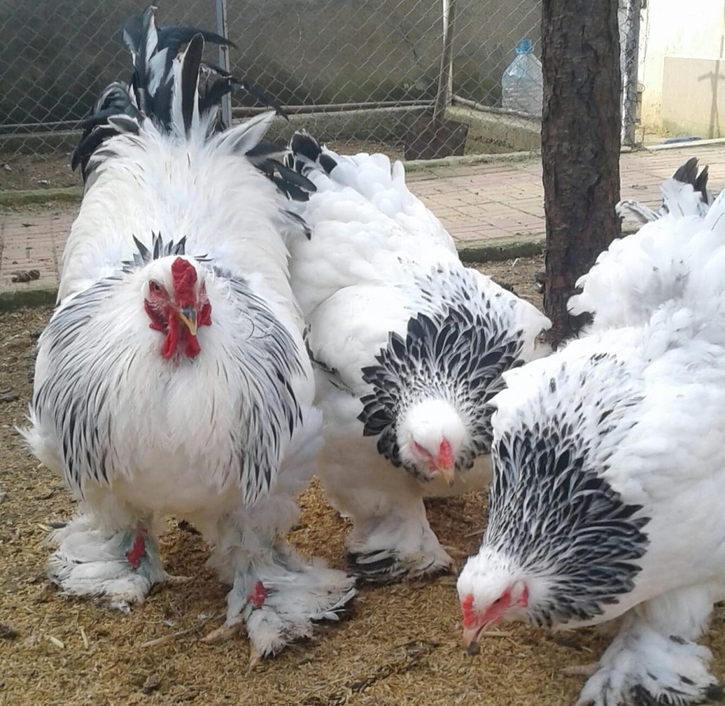 Light Brahma Kuluçkalık Yumurta