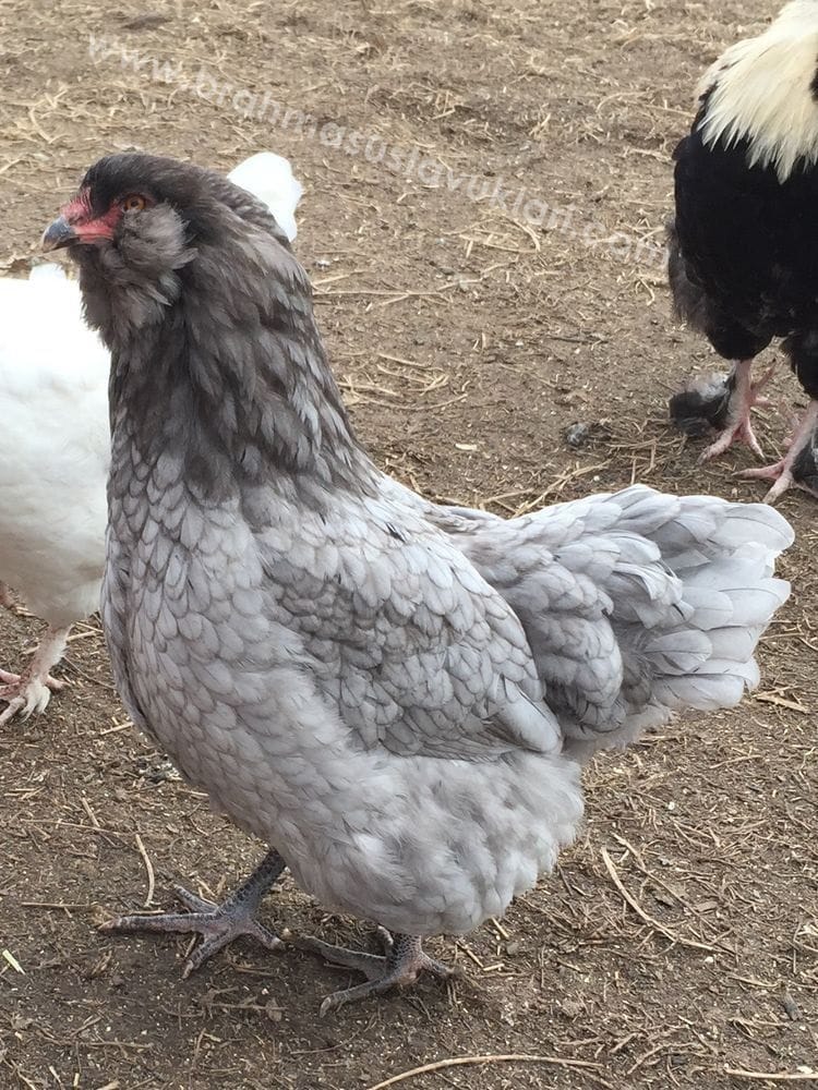 Blue Ameraucana Tavuk Özellikleri İstanbul Süs TAVUKLARI Blue Ameraucana Kuluçkalık Yumurta