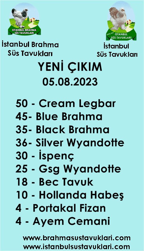 İstanbul Süs Tavukları Kuluçkalık Yumurta & Civciv