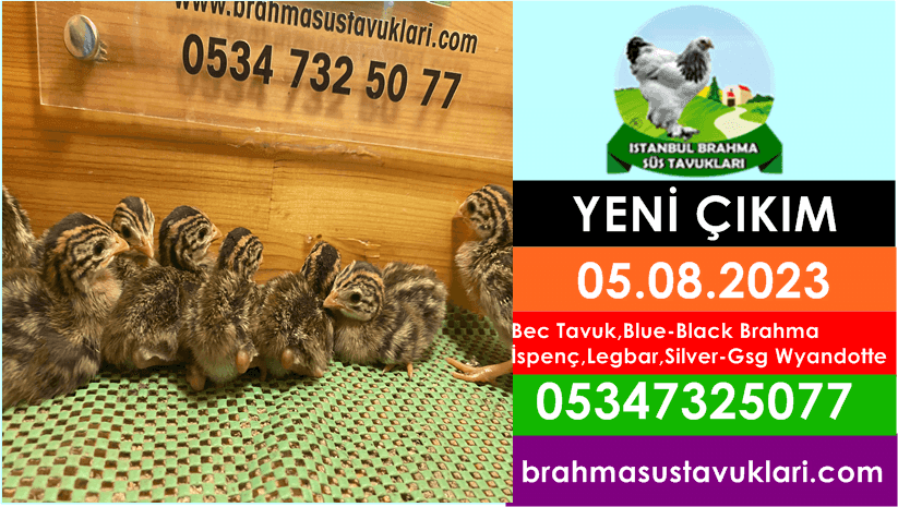 İstanbul Süs Tavukları Kuluçkalık Yumurta & Civciv