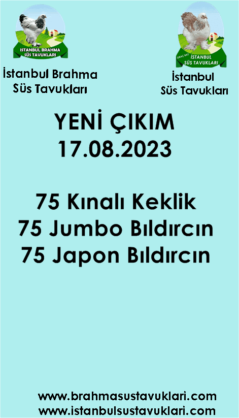 İstanbul Süs Tavukları Kuluçkalık Yumurta & Civciv