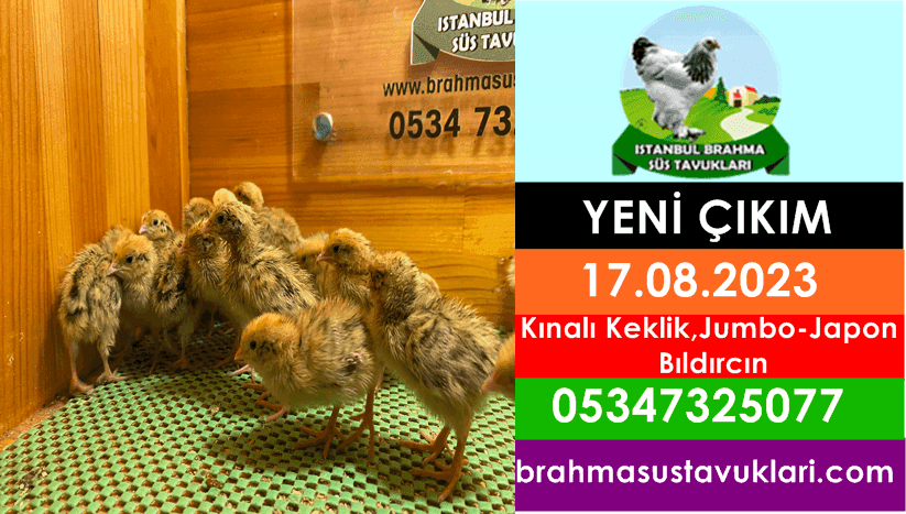 İstanbul Süs Tavukları Kuluçkalık Yumurta & Civciv