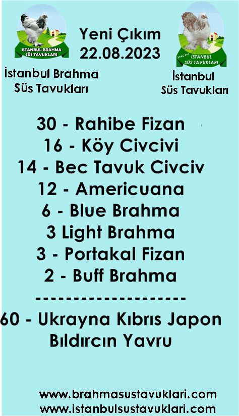 İstanbul Süs Tavukları Kuluçkalık Yumurta & Civciv