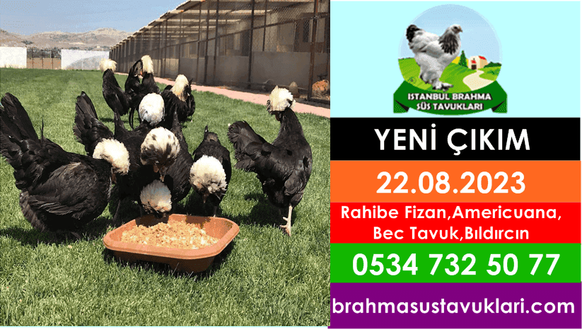 İstanbul Süs Tavukları Kuluçkalık Yumurta & Civciv