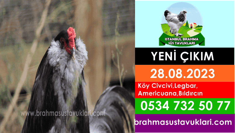 İstanbul Süs Tavukları Kuluçkalık Yumurta & Civciv