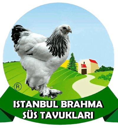 İstanbul Süs Tavukları Kuluçkalık Yumurta & Civciv