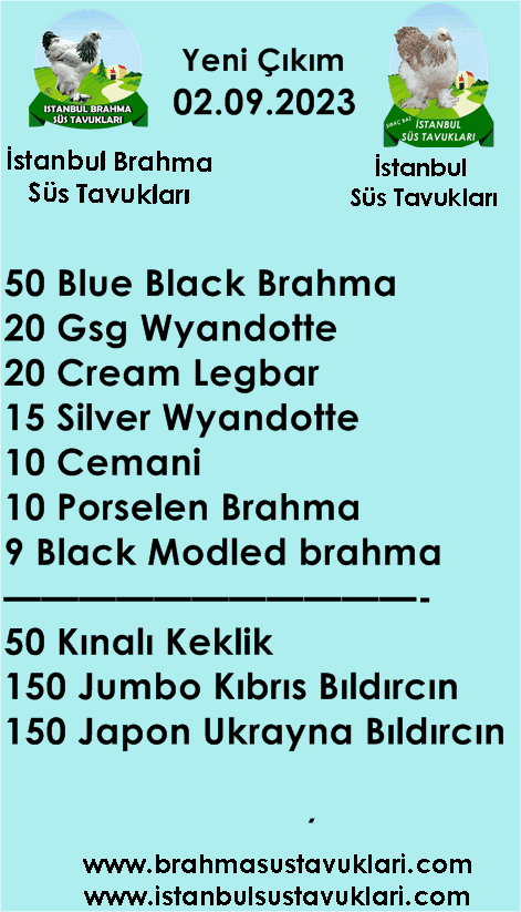 İstanbul Süs Tavukları Kuluçkalık Yumurta & Civciv