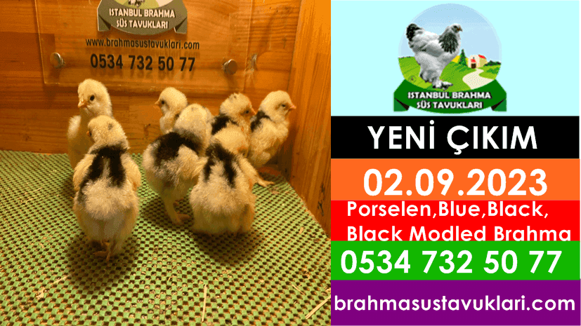İstanbul Süs Tavukları Kuluçkalık Yumurta & Civciv