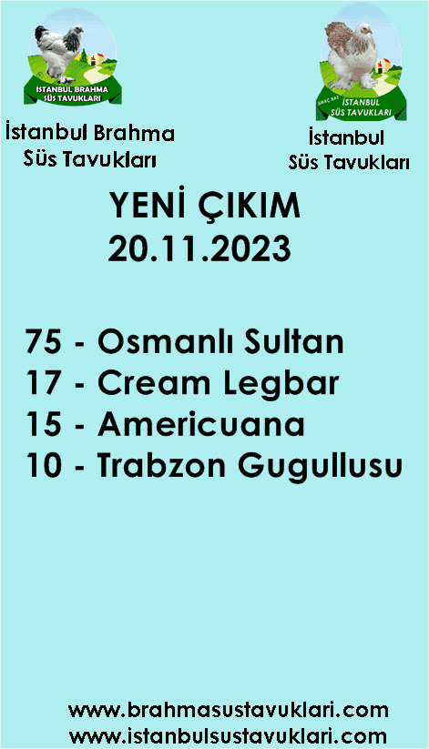İstanbul Süs Tavukları Kuluçkalık Yumurta & Civciv