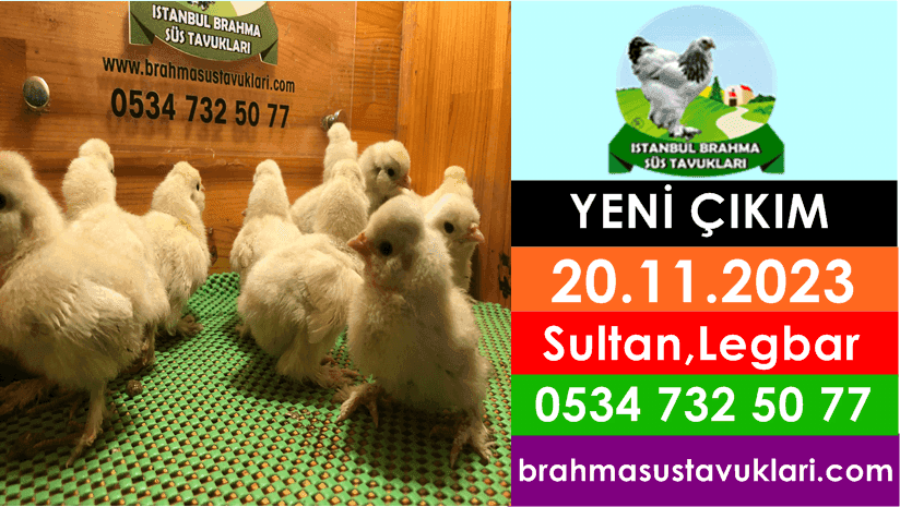 İstanbul Süs Tavukları Kuluçkalık Yumurta & Civciv