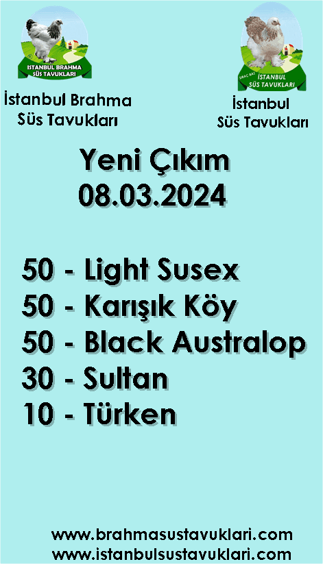 İstanbul Süs Tavukları Kuluçkalık Yumurta & Civciv