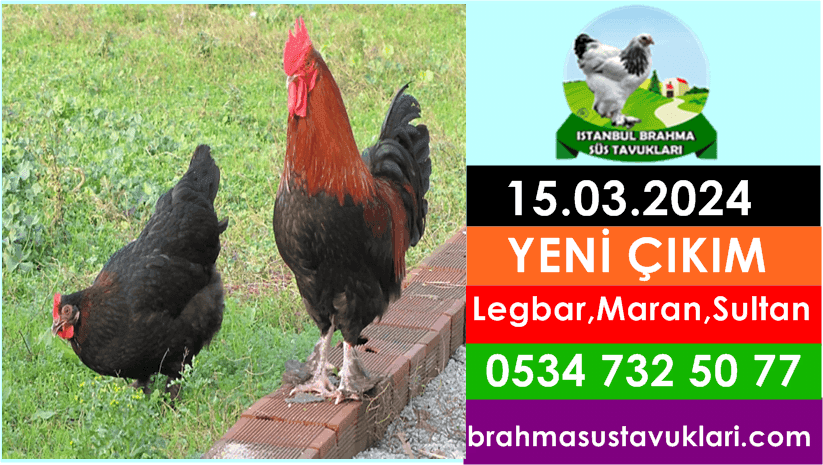 İstanbul Süs Tavukları Kuluçkalık Yumurta & Civciv