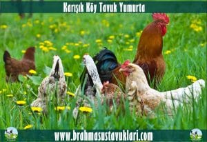 Karışık Köy Tavuk Kuluçkalık Yumurtası