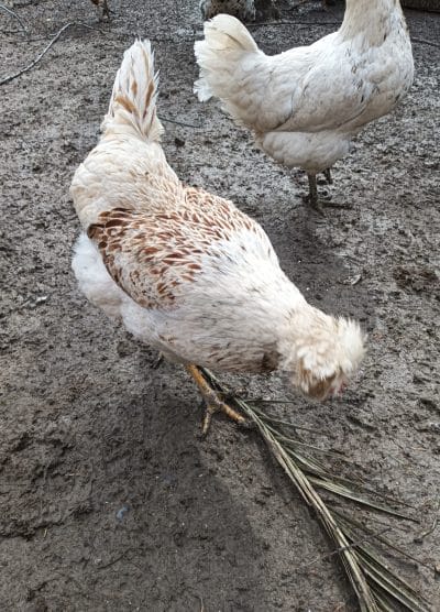 Karışık Köy Kuluçkalık Yumurta