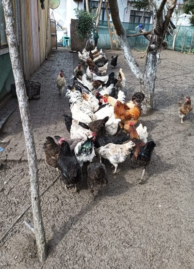 Karışık Köy Kuluçkalık Yumurta