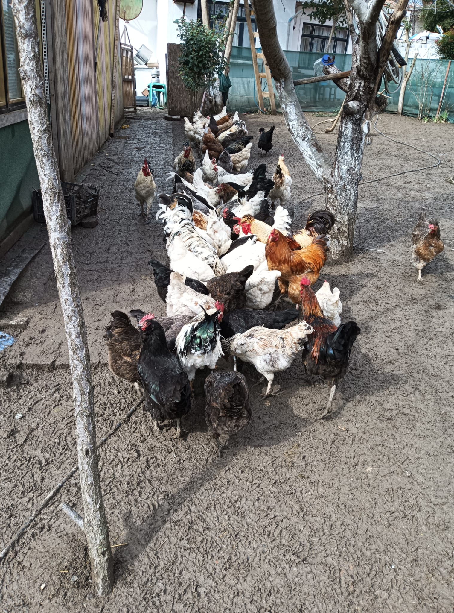 Karışık Köy Tavuk Kuluçkalık Yumurta