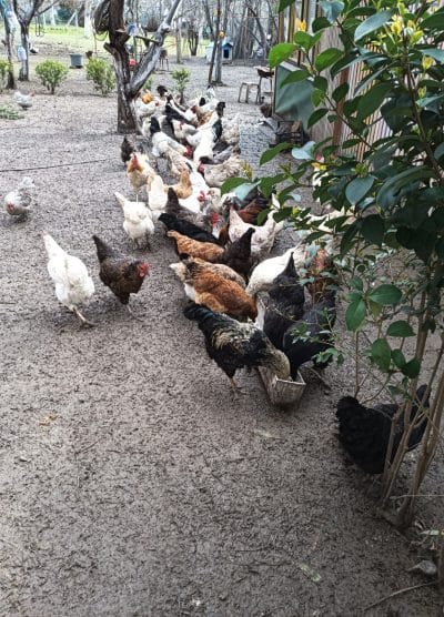 Karışık Köy Kuluçkalık Yumurta