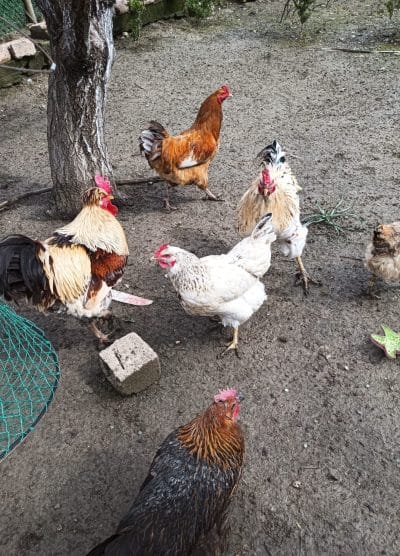 Karışık Köy Kuluçkalık Yumurta