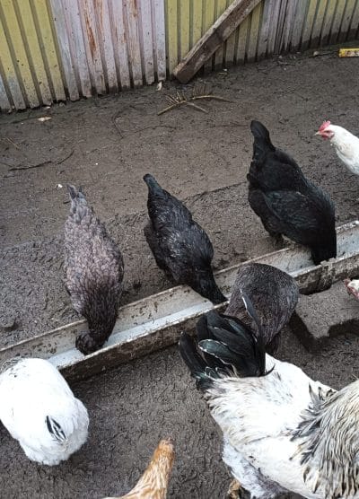 Karışık Köy Kuluçkalık Yumurta