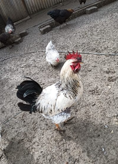 Karışık Köy Kuluçkalık Yumurta