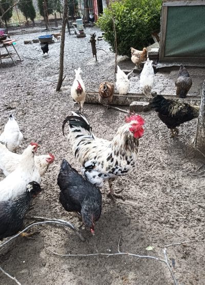 Karışık Köy Kuluçkalık Yumurta