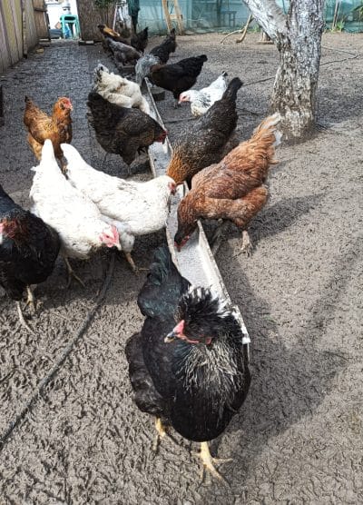 Karışık Köy Kuluçkalık Yumurta