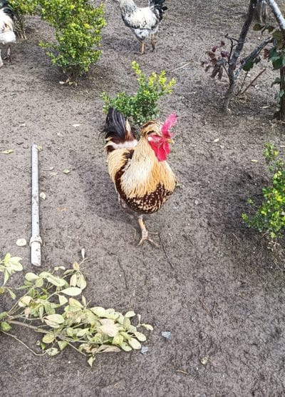 Karışık Köy Kuluçkalık Yumurta