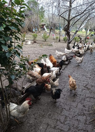 Karışık Köy Kuluçkalık Yumurta