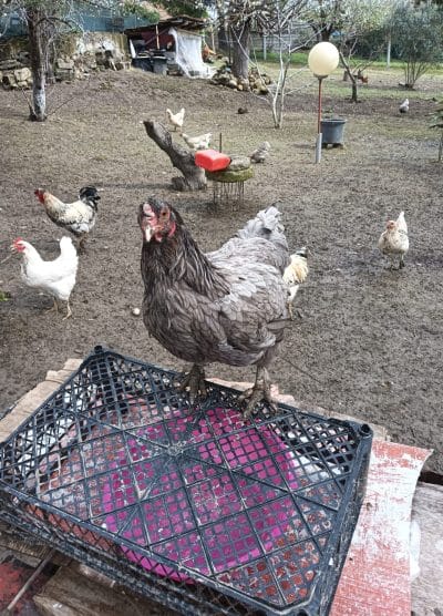 Karışık Köy Kuluçkalık Yumurta