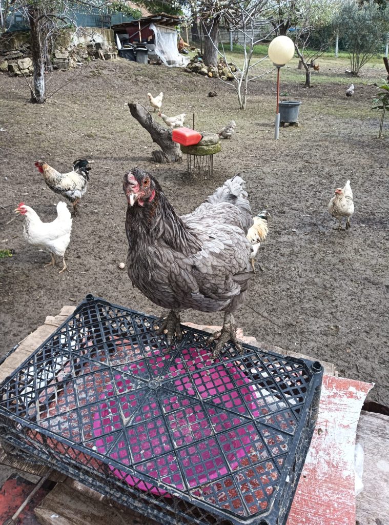 Tavuklarda Tüy Yeme Stres Hastalıkları İstanbul Süs TAVUKLARI Karışık Köy Tavuk Kuluçkalık Yumurta