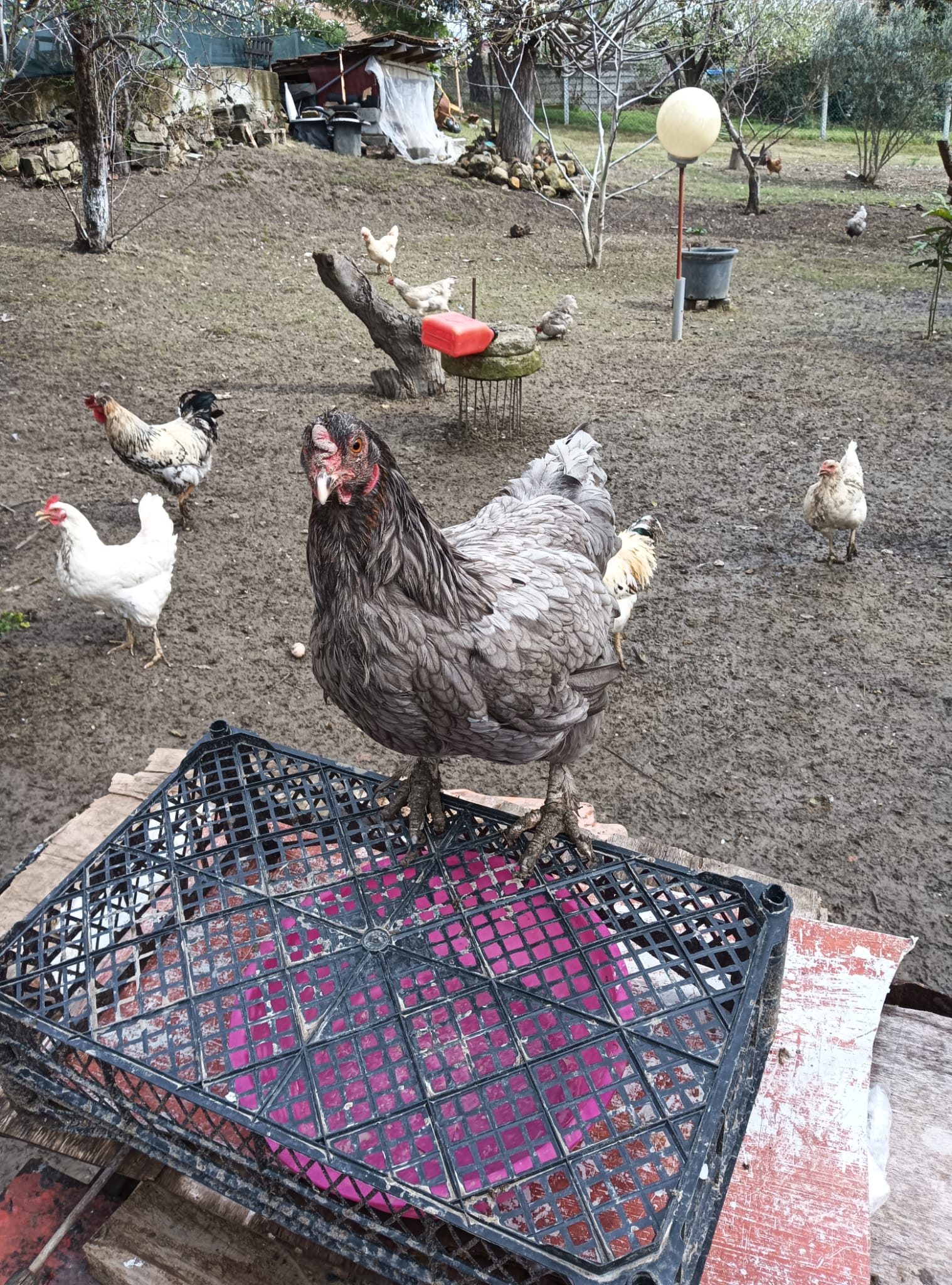 Karışık Köy Tavuk Kuluçkalık Yumurta