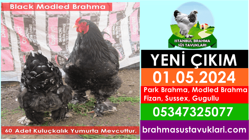 İstanbul Süs Tavukları Kuluçkalık Yumurta & Civciv