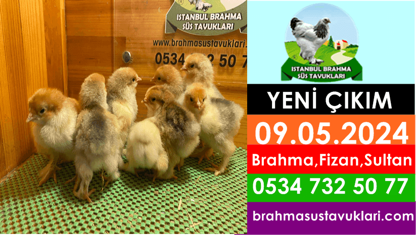 İstanbul Süs Tavukları Kuluçkalık Yumurta & Civciv