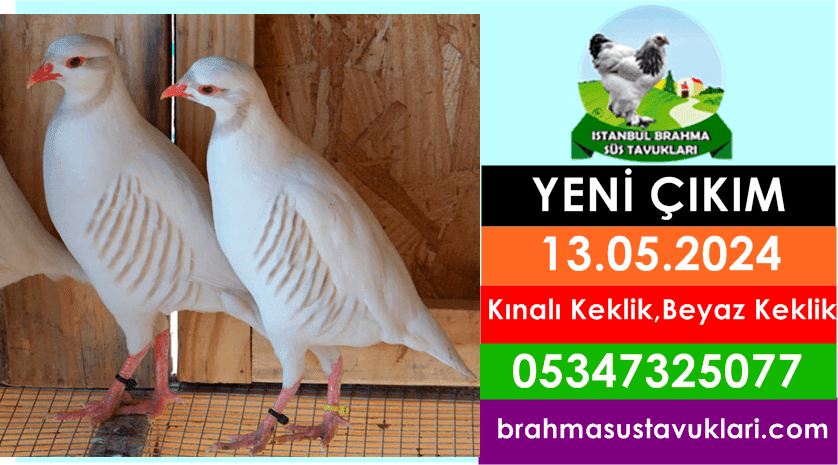 İstanbul Süs Tavukları Kuluçkalık Yumurta & Civciv