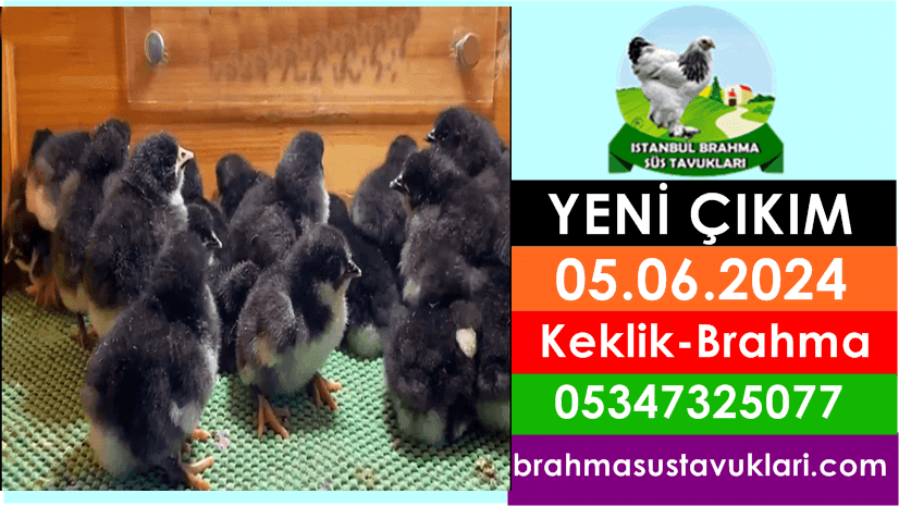 İstanbul Süs Tavukları Kuluçkalık Yumurta & Civciv