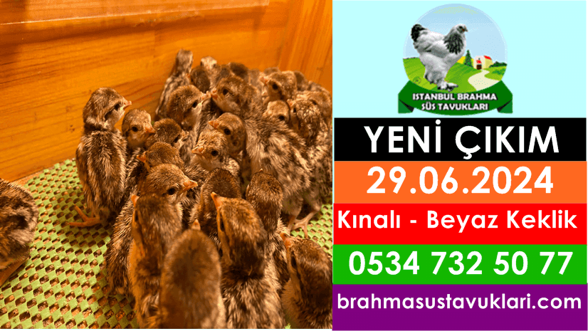 İstanbul Süs Tavukları Kuluçkalık Yumurta & Civciv