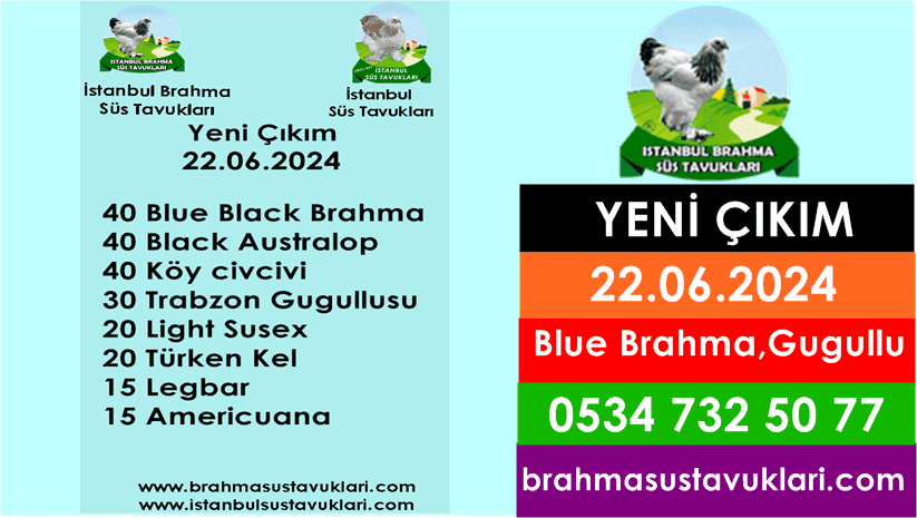 İstanbul Süs Tavukları Kuluçkalık Yumurta & Civciv