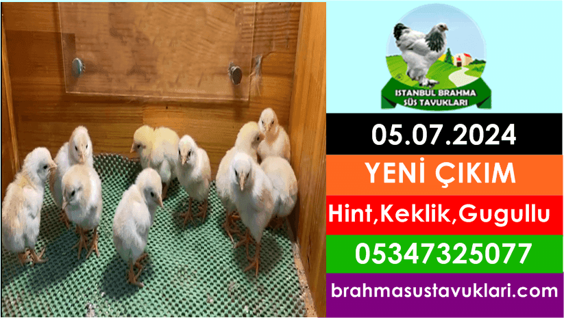 İstanbul Süs Tavukları Kuluçkalık Yumurta & Civciv