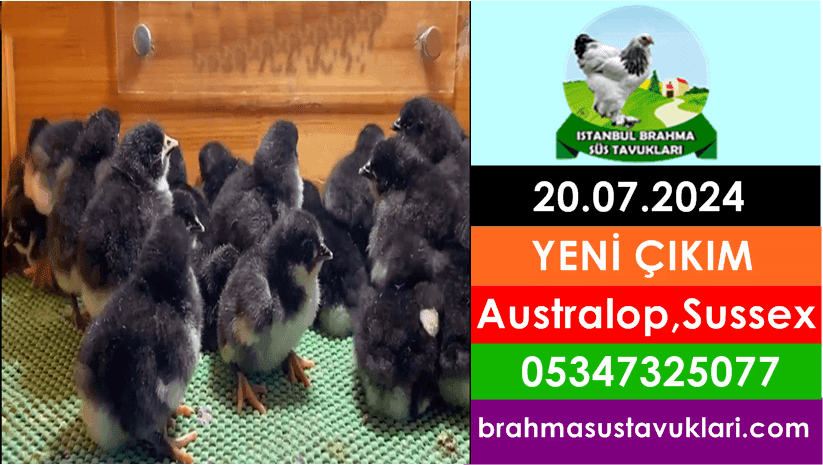 İstanbul Süs Tavukları Kuluçkalık Yumurta & Civciv