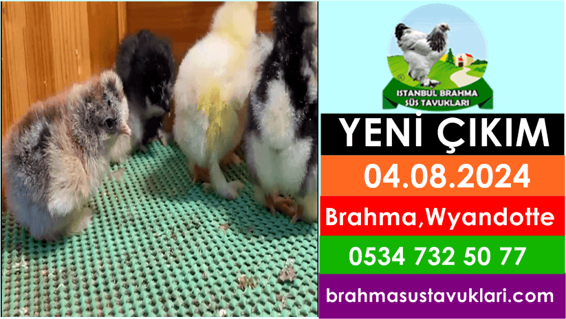 İstanbul Süs Tavukları Kuluçkalık Yumurta & Civciv