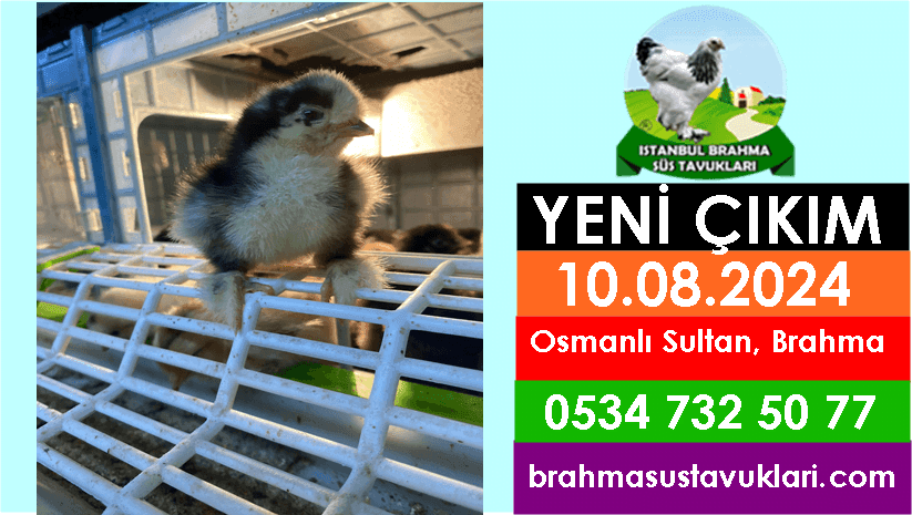 İstanbul Süs Tavukları Kuluçkalık Yumurta & Civciv