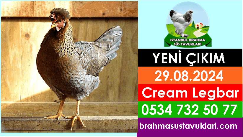 İstanbul Süs Tavukları Kuluçkalık Yumurta & Civciv