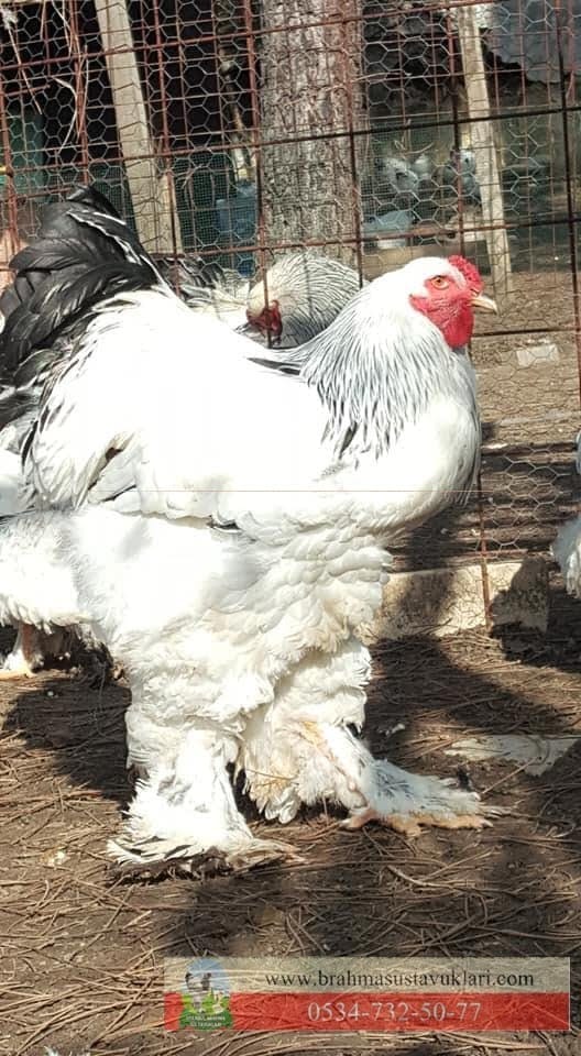 İstanbul Süs Tavukları Kuluçkalık Yumurta & Civciv