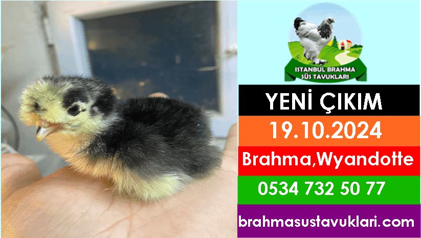 İstanbul Süs Tavukları Kuluçkalık Yumurta & Civciv