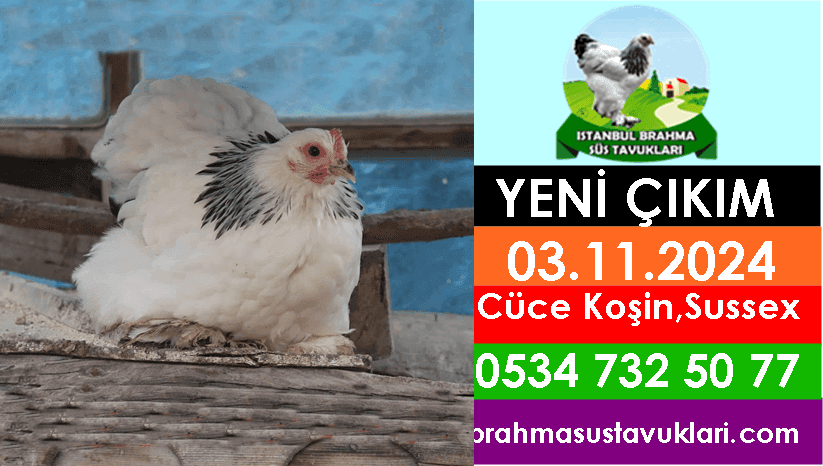 İstanbul Süs Tavukları Kuluçkalık Yumurta & Civciv