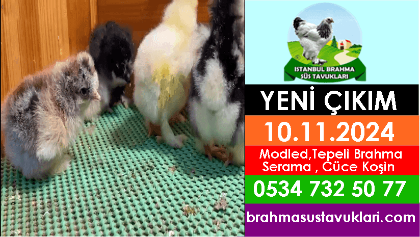 İstanbul Süs Tavukları Kuluçkalık Yumurta & Civciv