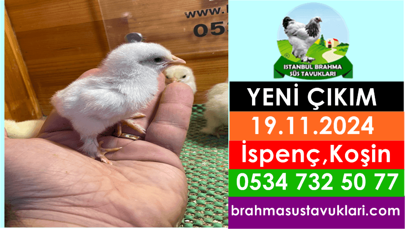İstanbul Süs Tavukları Kuluçkalık Yumurta & Civciv